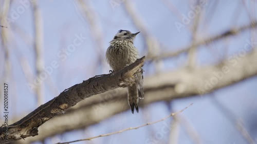Lesser Spotted Woodpecker Perching on Branch and Taking Off, 4K HDR Slow
