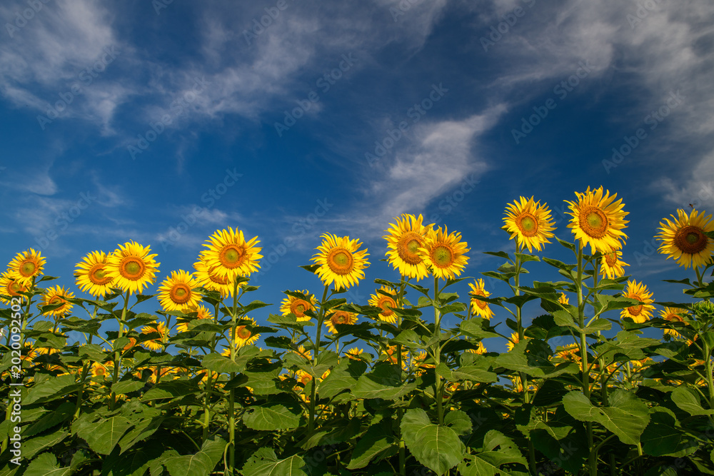 Fotografie Sunflowers Blooming Under Dramatic Blue Sky