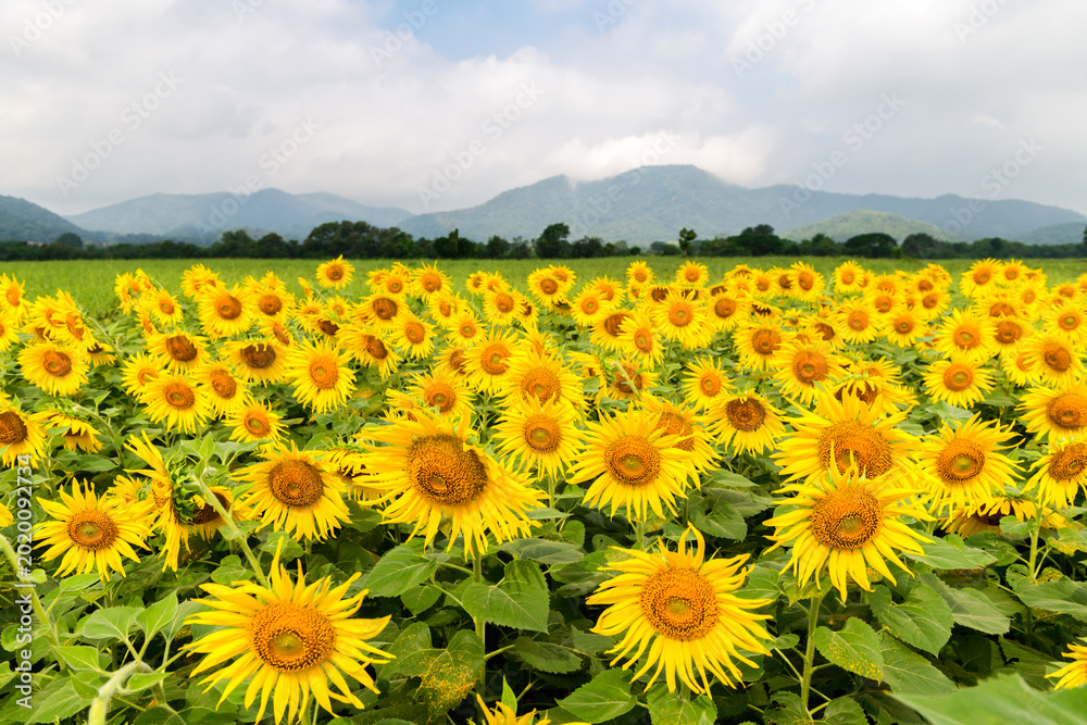 Εκτύπωση καμβά Sunflower Field with Mountain Landscape Under Cloudy Sky