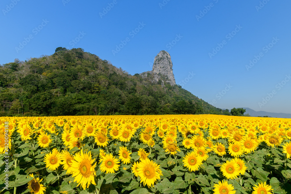 Φωτογραφία Sunflower Field with Mountain Landscape Under Clear Blue Sky