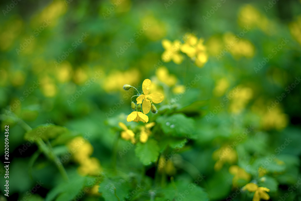 Fototapeta premium Yellow ordinary celandine flowers are blooming