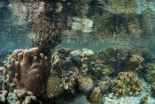 Photography Healthy corals compete for space to grow on a reef in Palau's southern lagoon