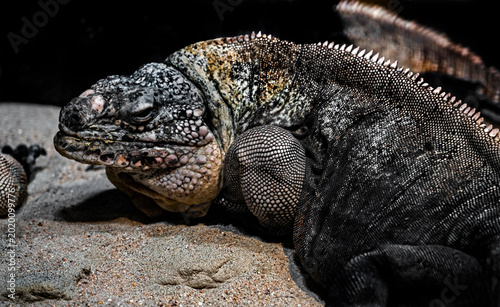 Foto Exuma rock iguana on the sand