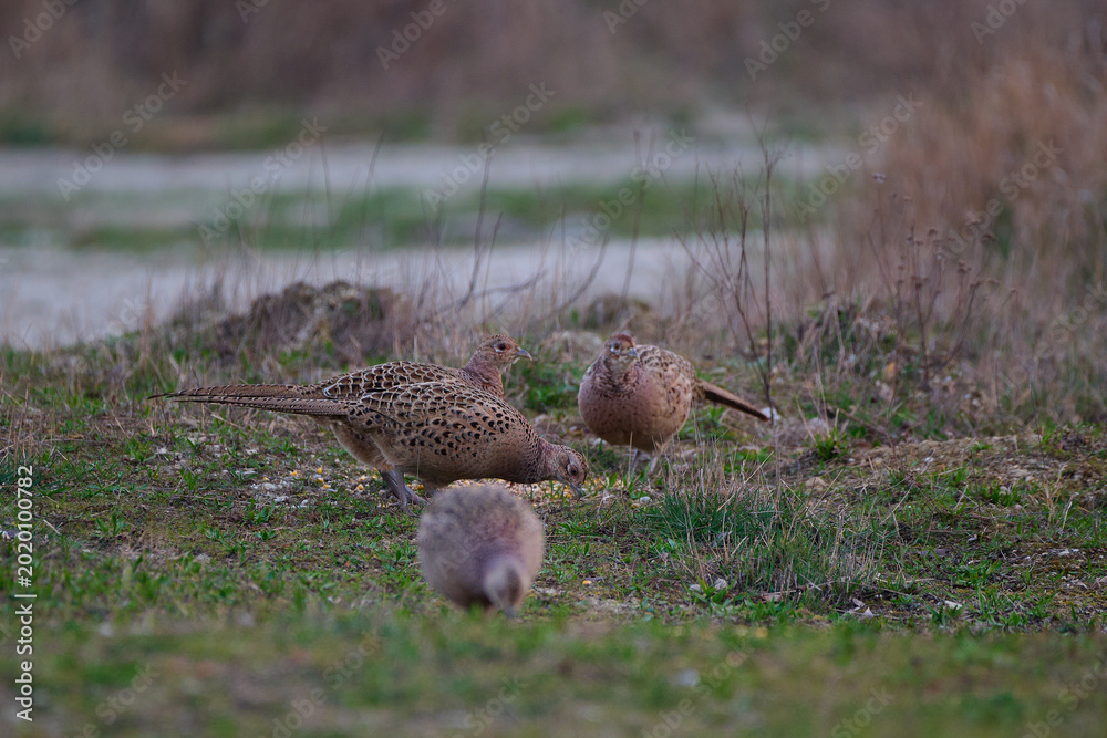 Fotografija Common pheasant female hen ,,Phasianus colchicus,, on meadow in winter morning,