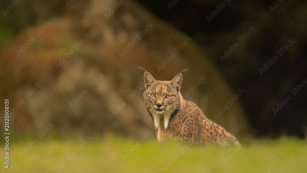 Fototapeta premium Frontal Portrait of an Iberian Lynx in the Grass