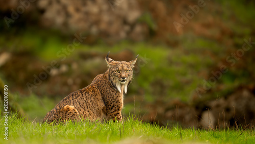 Iberian Lynx Looking Over Shoulder in the Wild