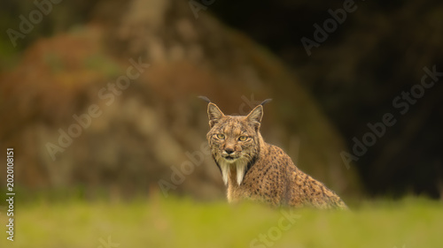 Frontal Portrait of an Iberian Lynx in the Grass