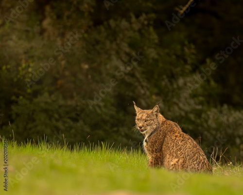 Iberian Lynx Resting in Meadow at Forest Edge