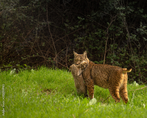 Iberian Lynx with Fresh Rabbit Prey