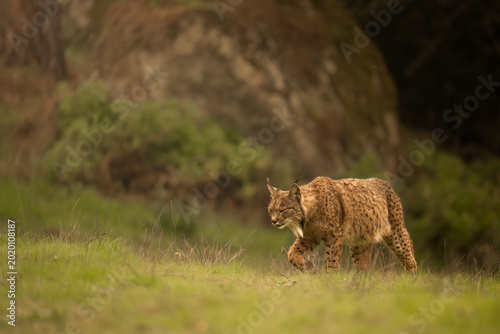 Iberian Lynx Walking Through Mediterranean Meadow