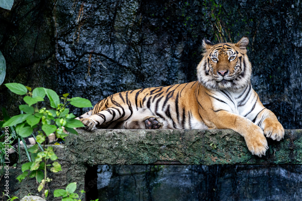 Εκτύπωση καμβά Close up bengal tiger is beautiful animal and dangerous in forest