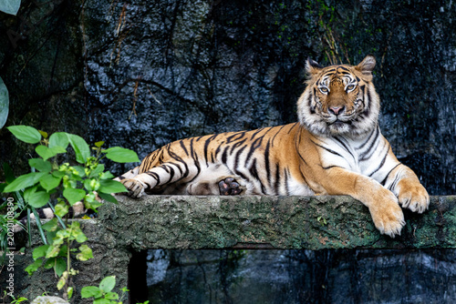 Εκτύπωση καμβά Close up bengal tiger is beautiful animal and dangerous in forest