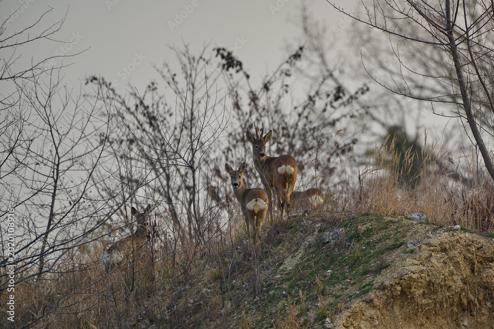 Bild auf Leinwand Beautiful roe deer roebuck ,,capreolus capreolus,, in its natural environment, C