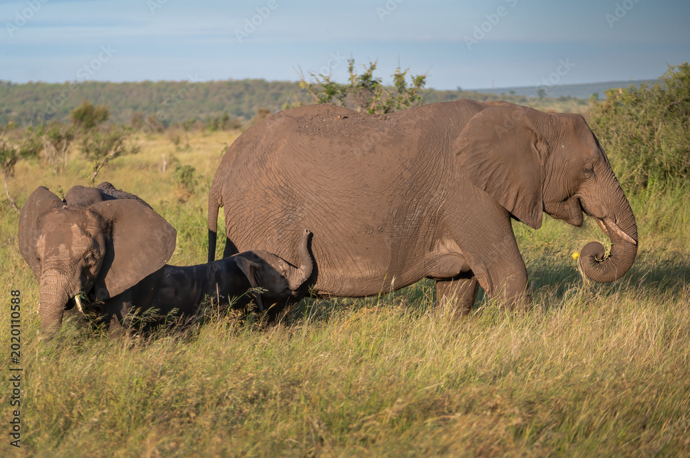 Foto African elephant mother and young calf graze in an open clearing lit by the earl