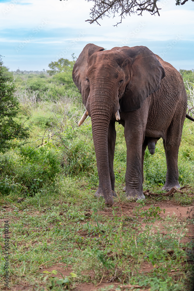 Φωτογραφία Lone African elephant bull resting under a tree against the backdrop of lush green vegetation