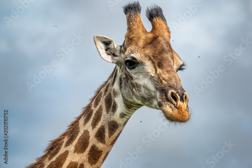 Tableau sur toile Close-up, three-quarter profile of a Southern African Giraffe against a stormy s