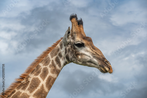 Tableau sur toile Close up, side profile of a Southern African Giraffe against a stormy sky backgr