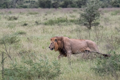 Canvas-taulu Male lion coalition partner striding through the bush at a distance