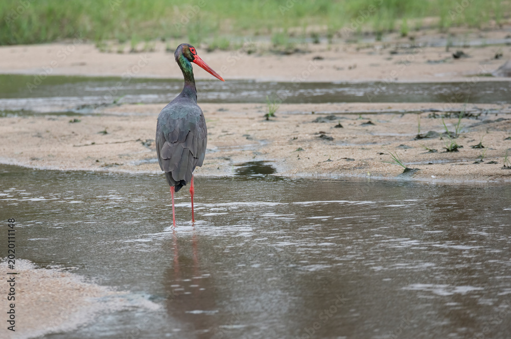 Fotografija Black Stork foraging in the shallow water of a stream