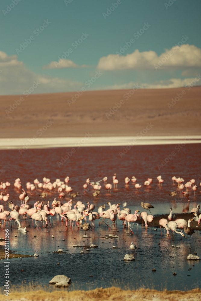 Naklejka premium FLAMINGOS