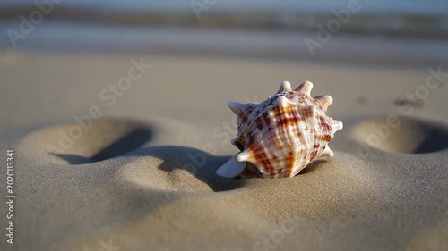Beautiful Seashell Resting on Sandy Beach Shore