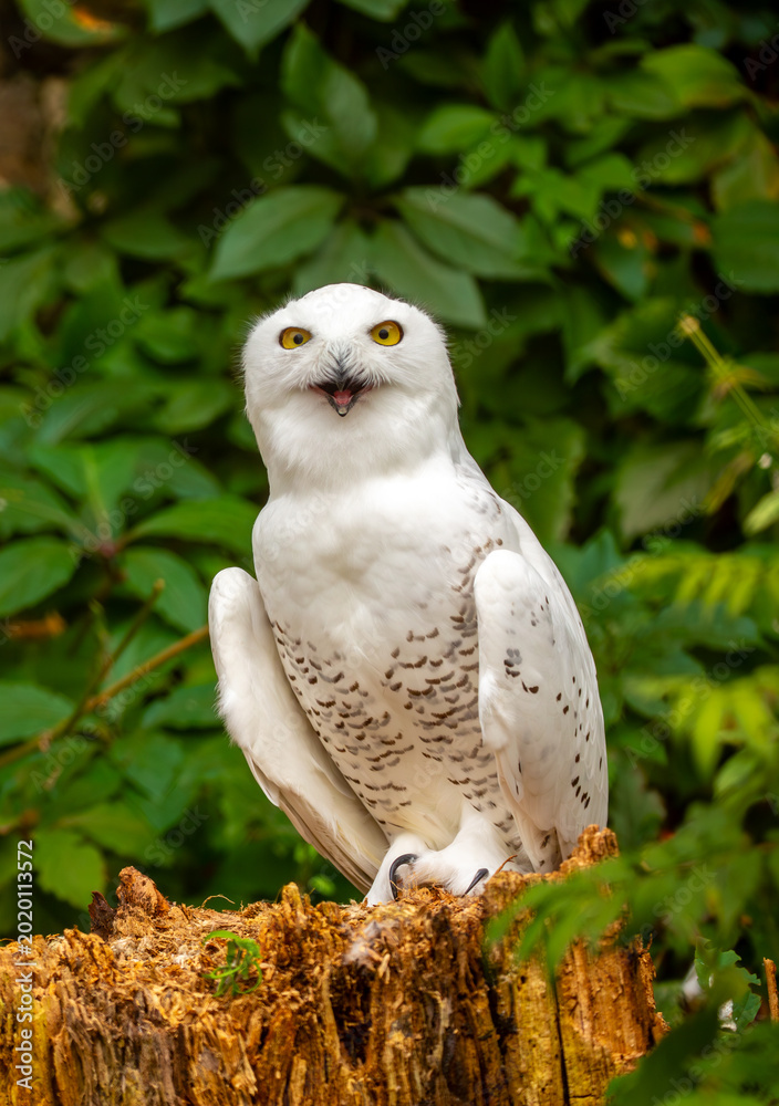 Fototapeta premium Snowy owl close-up. A beautiful snowy owl sits against a backdrop of green leaves. White owl on a green background.