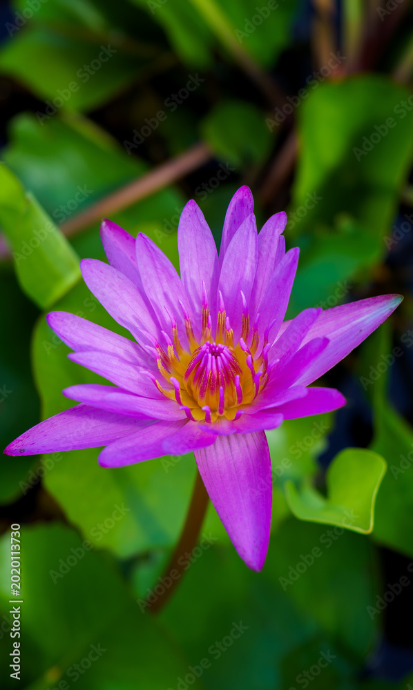 Fototapeta premium Beautiful purple water lily lotus flower blooming among green leaves