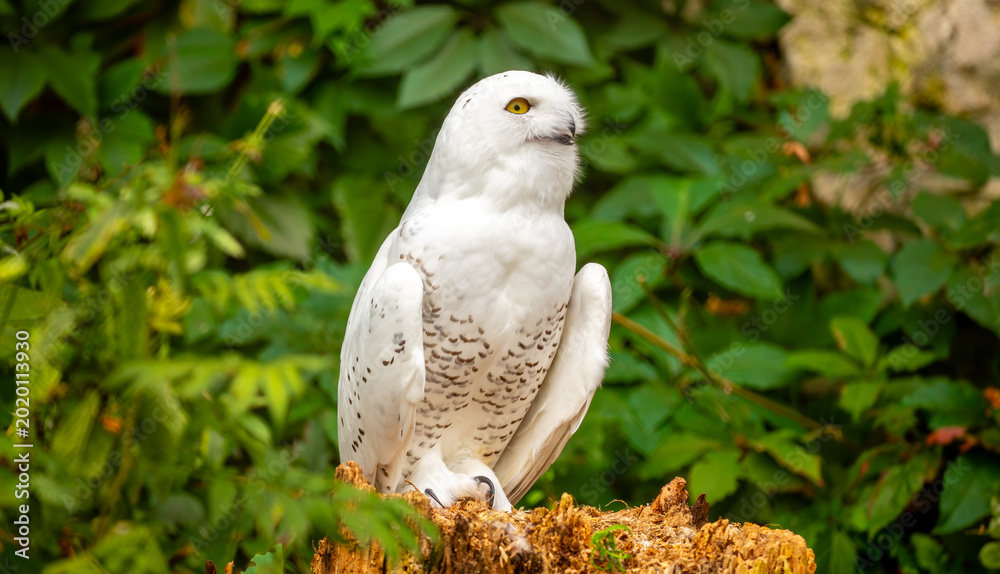 Fototapeta premium Snowy owl close-up. A beautiful snowy owl sits against a backdrop of green leaves. White owl on a green background.