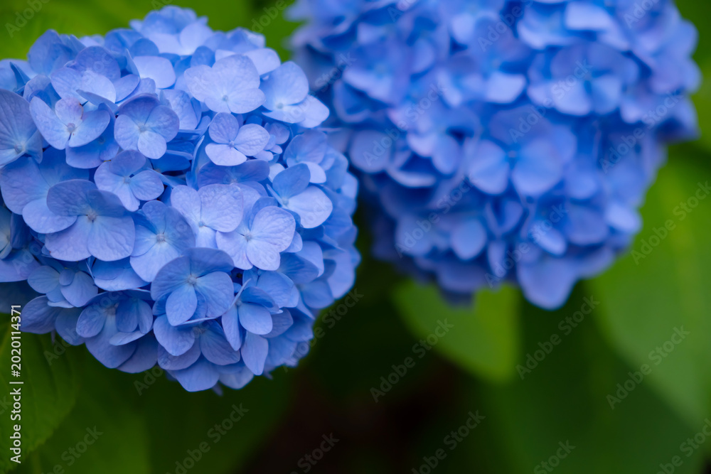 Fototapeta premium 紫陽花