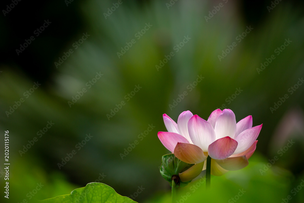 Fototapeta premium Lotus pond. Water lily close up. Sacred lotus flower in Buddhism. Calmness and tranquility. Spa treatments, yoga, meditation. Tropical nature.
