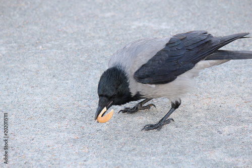 фотографія The crow found a tasty piece of bagel