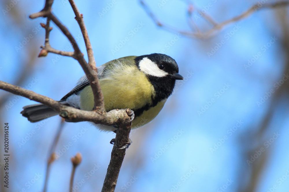 Fototapeta premium a titmouse searching for food in a winter park