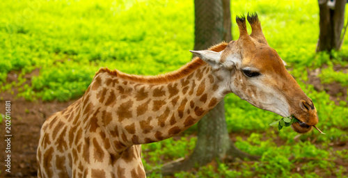 Photography A close-up of a giraffe against a green backdrop