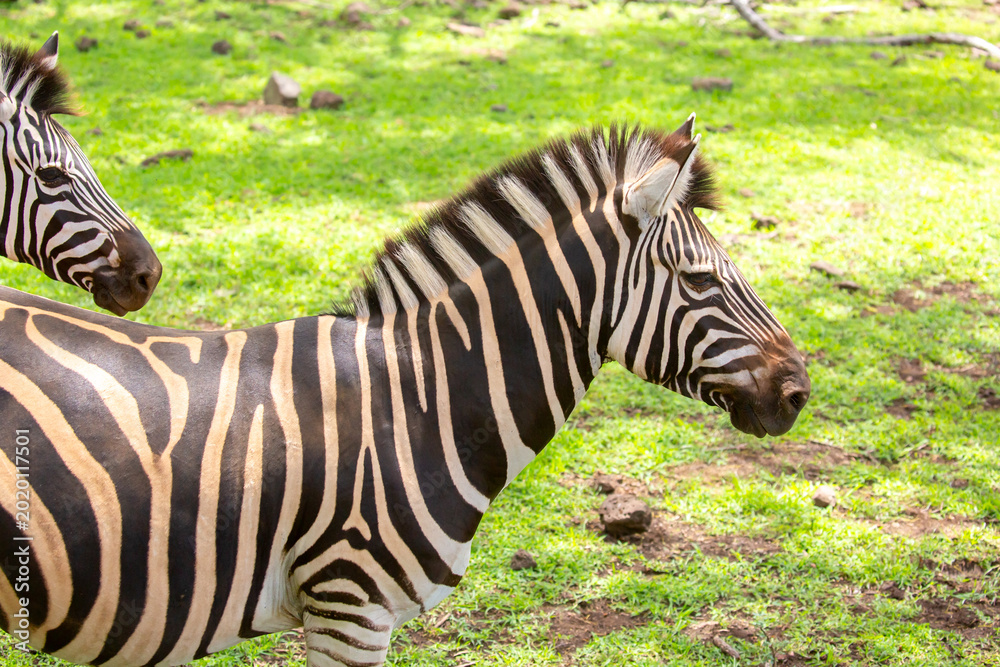 Fototapeta premium Zebras walking in a green meadow and eating grass. African zebras in the savannah. Wild animals in their natural habitat.