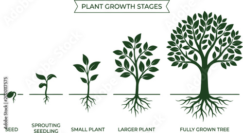 Plant growth stages from seed to tree