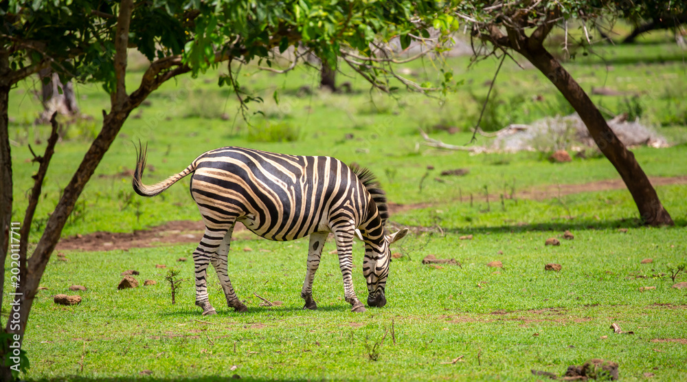 Naklejka premium Zebras walking in a green meadow and eating grass. African zebras in the savannah. Wild animals in their natural habitat.