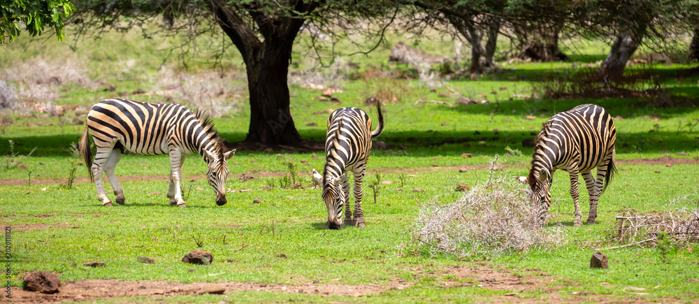 Obraz premium Zebras walking in a green meadow and eating grass. African zebras in the savannah. Wild animals in their natural habitat.