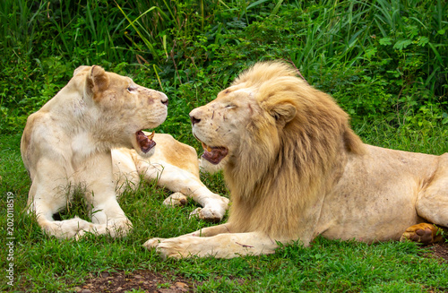 Photography A close-up of a lion and lioness against a backdrop of green grass