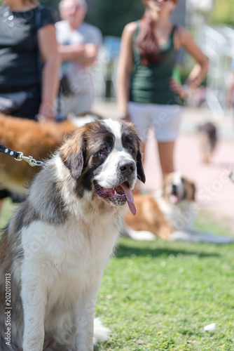 Принти на полотні Portrait of a champion Saint Bernard dog with medals at a dog show exhibition on a green lawn