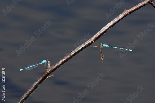 Schilderij op canvas damselfly