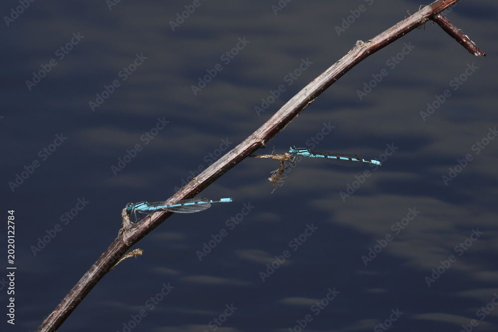 Fotografi damselfly