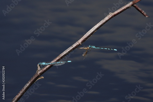 Fotografi damselfly