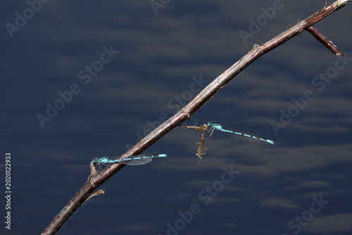 Foto damselfly