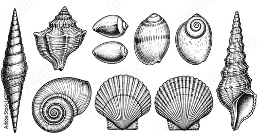 Vintage Hand Drawn Sea Shell Collection Vector Illustration Featuring Scallops Conchs and Marine Life Sketches for Nautical Themed Designs Posters and Coastal Decor