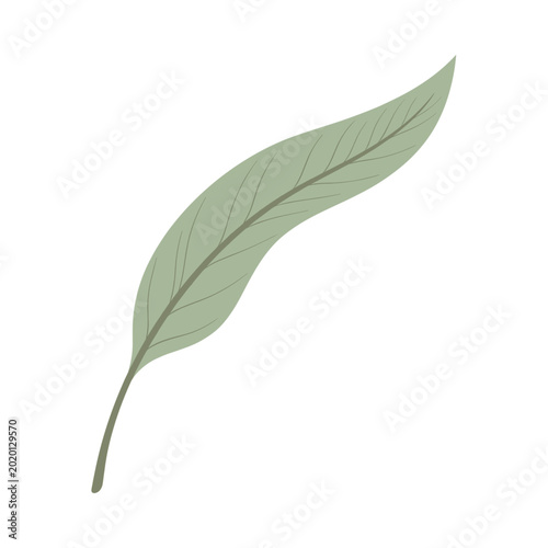 A green leaf rests on a plain white background. The leaf has a smooth surface and long shape with visible lines. It is day and there is good lighting on the leaf