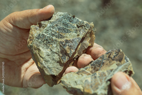 Foto A close-up shot captures a pair of hands carefully holding and displaying two halves of a split sedimentary rock, revealing a dark, intricate plant fossil imprint inside