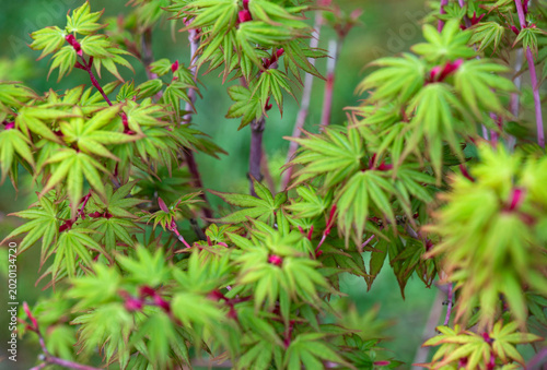 closeup on japanese maple sango kaku with leaf at heart and branches pink and...