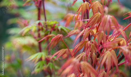 closeup on red japanese maple leaf of katzura tree and purple branches of san...