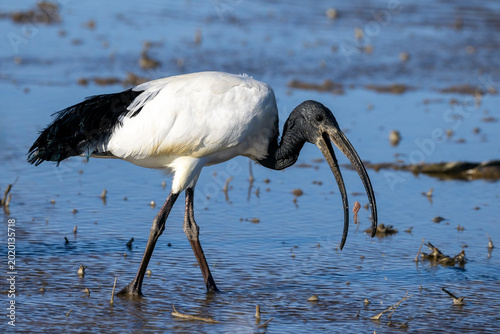 Ibis sacro in alimentazione nelle risaie vercellesi
