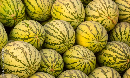 Fototapeta Juicy Asian watermelons. A large pile of ripe watermelons lies in a field in the sunset light. A close-up of many watermelons.